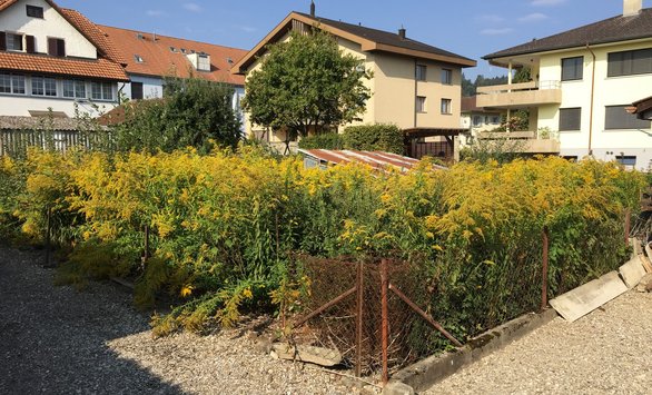 Bauland | IMMOSEEKER.CH
